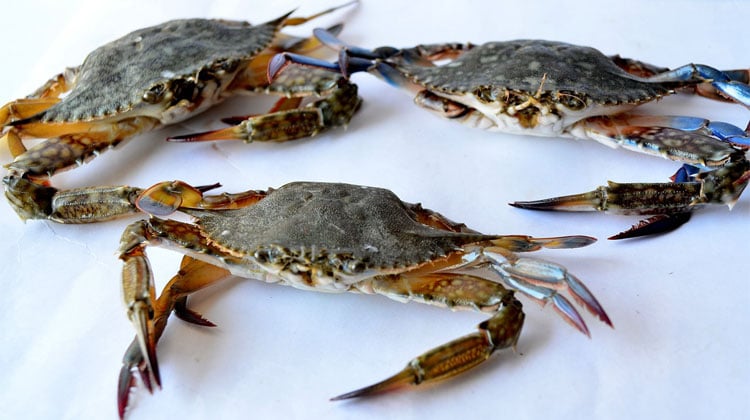 Three crabs 