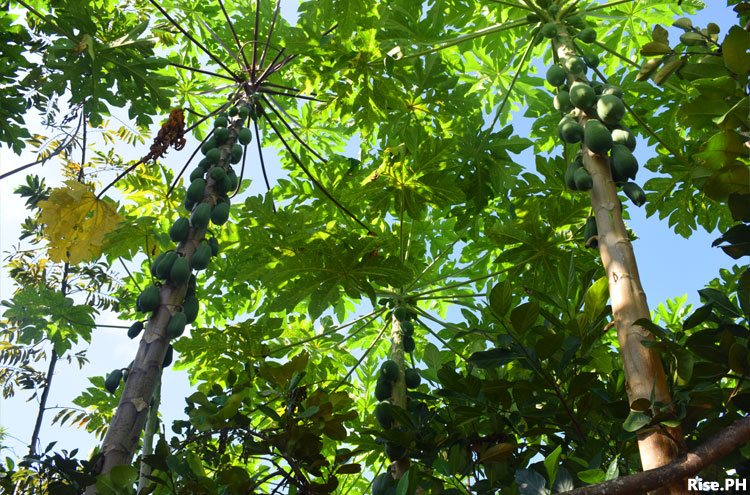 Papaya trees