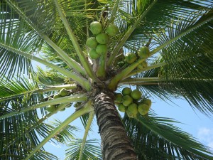 coconut-322424_1280