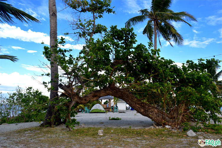 kalanggaman trees