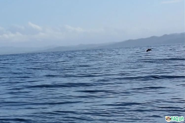 Dolphin in the waters of Palompon