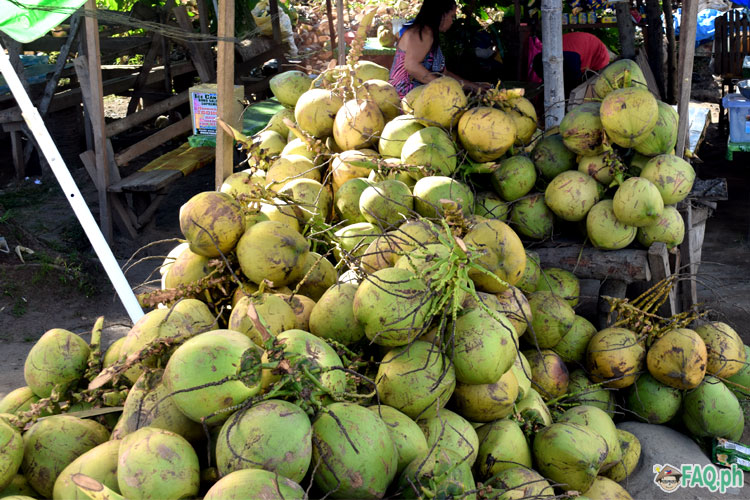 Coconut fruit