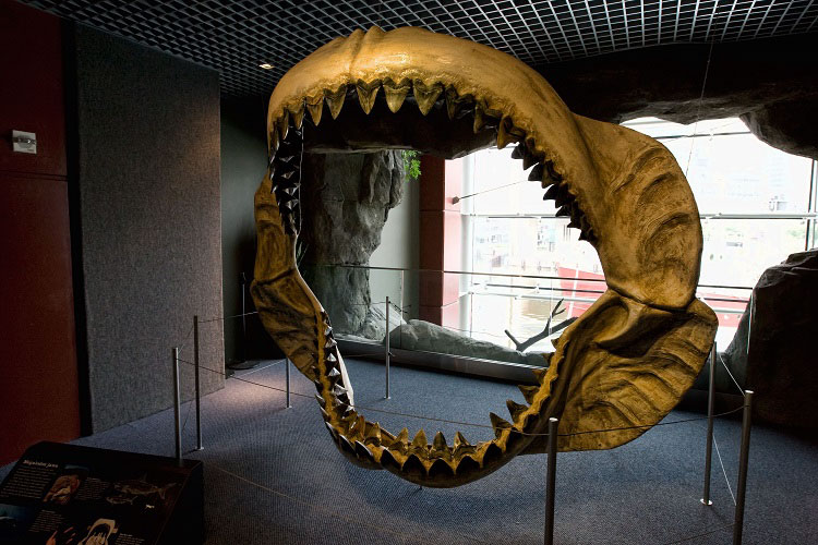 Megalodon jaws on display
