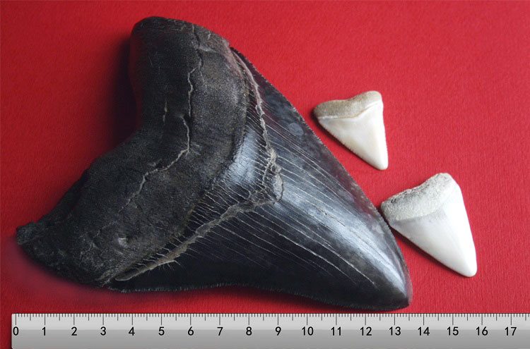 Megalodon tooth and great white shark teeth