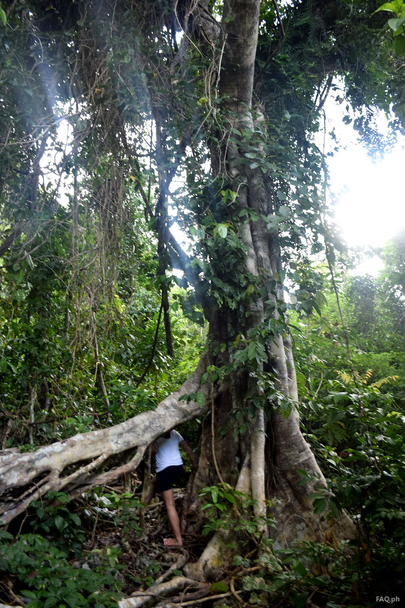 Big tree to linao cave