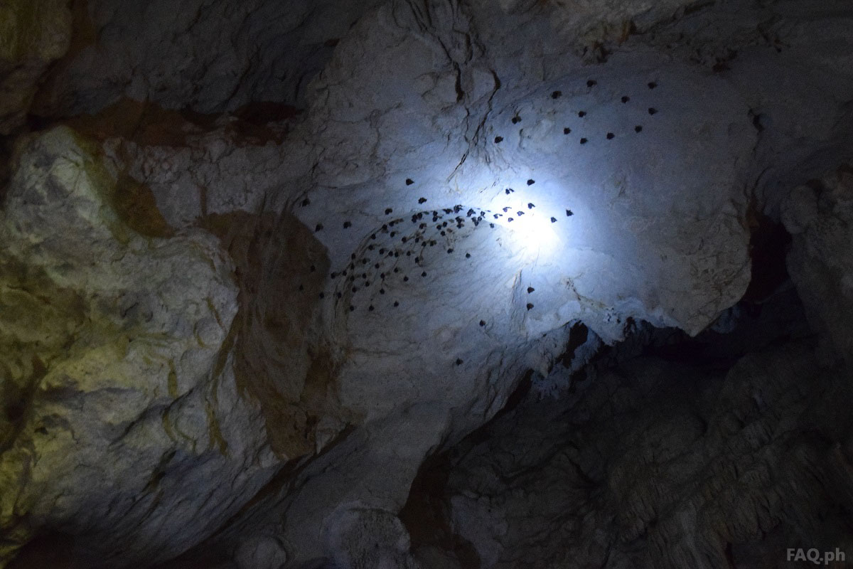 bats inside Sohoton Cave