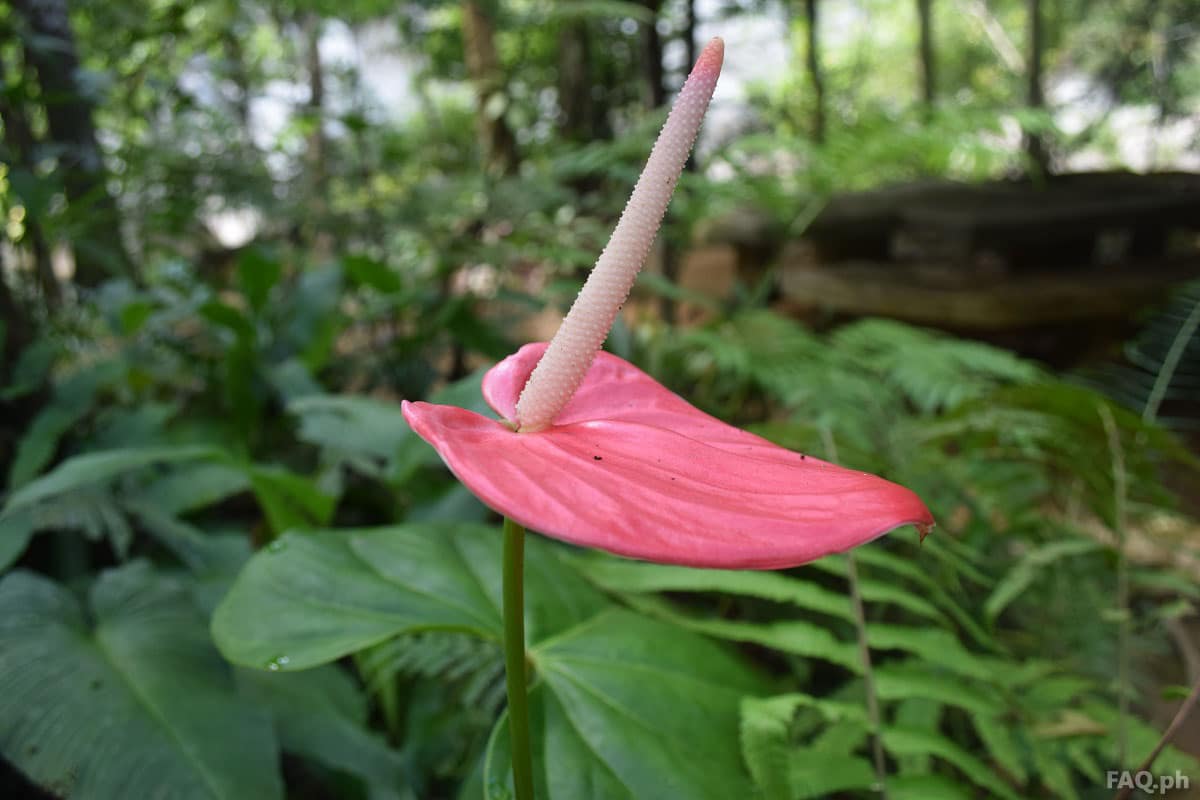 Sohoton park flora