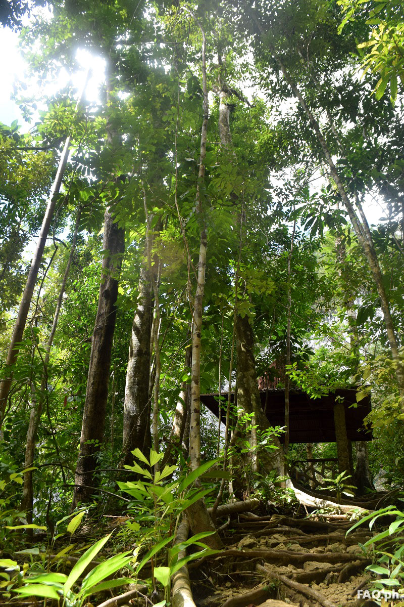 Trees outside Sohoton cave